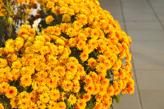 Bouquet of autumn yellow flowers in a basket