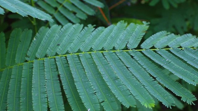 Asian Horsetail - Chaom Acacia, Leaves and branch of chaom , green plants have a special aroma. Used in cooking food, delicious.