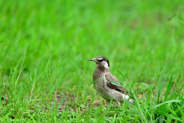 周囲を警戒しながら餌を探すムクドリ幼鳥