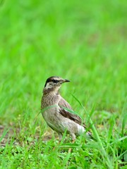 周囲を警戒しながら餌を探すムクドリ幼鳥
