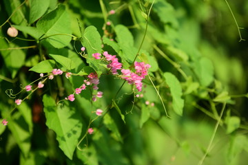 gree leaf in my garden,small pink flower and green leaf