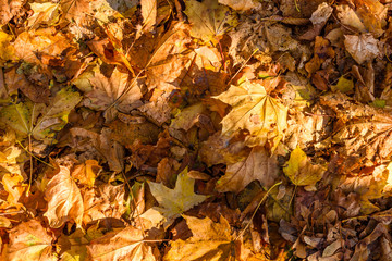 Background of yellow fallen maple leaves