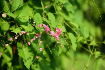 gree leaf in my garden,small pink flower and green leaf