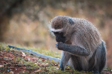 Mono buscando alimento entre las hojas otoñales con espacio para texto publicitario