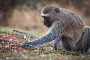 Mono buscando alimento entre las hojas otoñales con espacio para texto publicitario