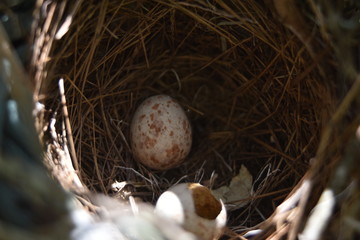 Abandoned bird nest in a palm tree with two eggs one of is broken