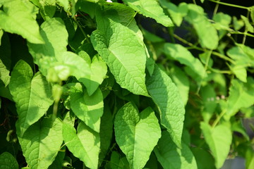 greenleaf and sunligh in the garden