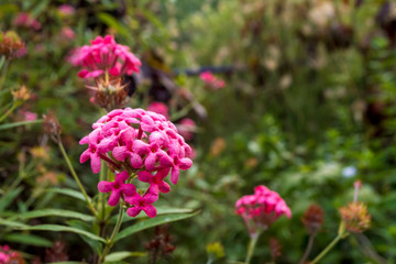 red flowers in the garden