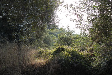 Fototapeta premium nature