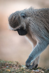 Mono buscando alimento entre las hojas otoñales