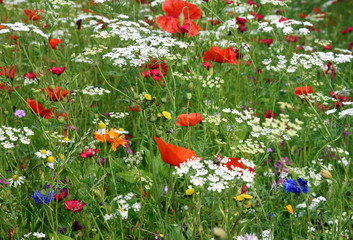 Beautiful field of wild flowers including poppies and corn flowers.