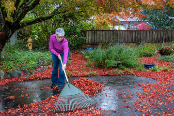 Mature woman raking wet fall leaves off a driveway, garden in background, fall cleanup