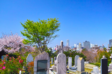 春の桜咲く横浜元町の外人墓地と横浜の街並み