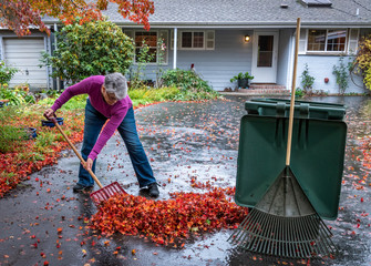 Mature woman shoveling wet fall leaves off a driveway into a yard waste container, garden and house in background, fall cleanup