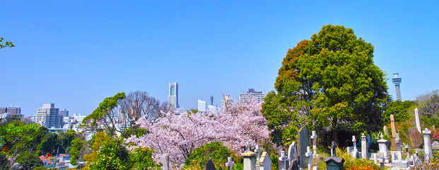 春の桜咲く横浜元町の丘陵からみる横浜の街並み