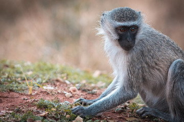 Mono buscando alimento entre las hojas otoñales con espacio para texto publicitario