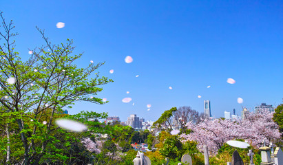 春の桜吹雪舞う横浜元町の丘陵から見る横浜の街並み