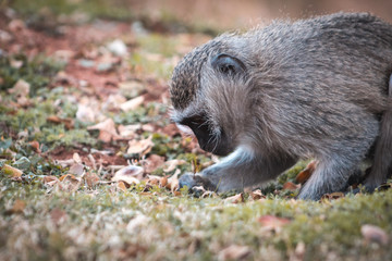 Mono buscando alimento entre las hojas con espacio para texto publicitario