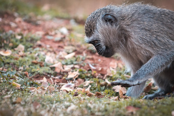 Mono buscando alimento entre las hojas otoñales con espacio para texto publicitario