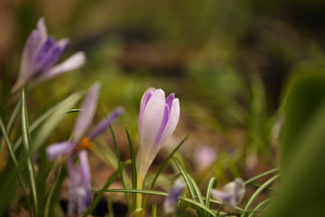 Crocus (plural: crocuses or croci) is a genus of flowering plants in the iris family. Flowers close-up on a blurred natural background. The first spring flower in the garden