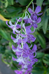 Purple flowers that are beautiful on a tree in summer.