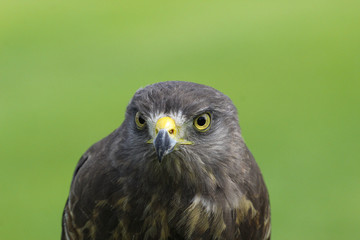Hawk from mexican lands