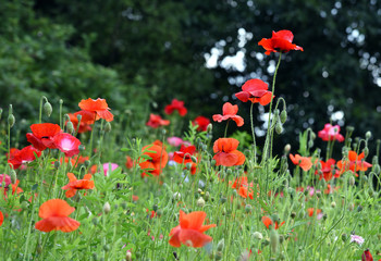 Obraz premium Beautiful field of wild flowers including poppies and corn flowers.