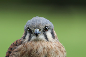 small female kestrel falcon