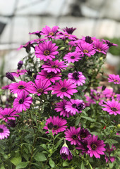 Bright purple chrysanthemum flowers in bloom in garden