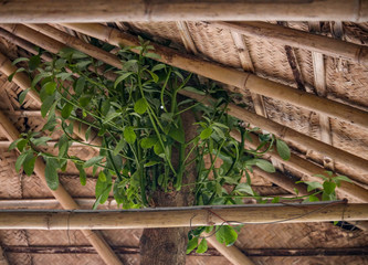 Branches of a tree spawning from a tree house