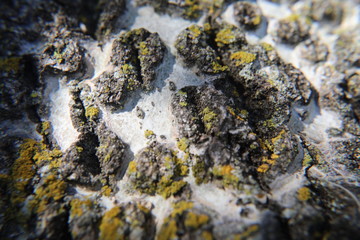 moss on rocks