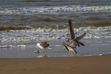 three seagulls and a dead fish on the beach of the North Sea