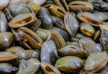 shellfish conch scallop seashell shell mussel oyster