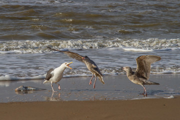 three seagulls and a dead fish on the beach of the North Sea