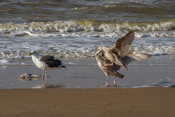 three seagulls and a dead fish on the beach of the North Sea