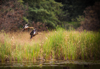 Flight of wild ducks