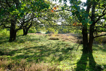 Morgenstimmung unter Eichen