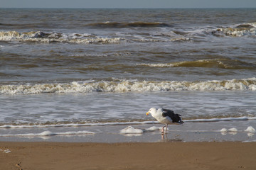 a seagull on the beach of the North Sea