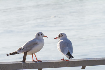 two seagulls standing on a handrail in backlight