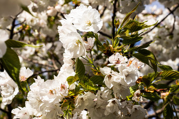 group of beautiful white prunus avium flowers blooming on the tree in garden house