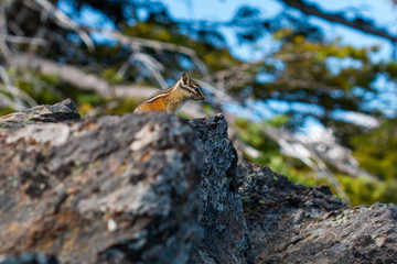 Chipmunk at the summit of Mount Adams