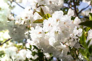 group of beautiful white prunus avium flowers blooming on the tree in garden house