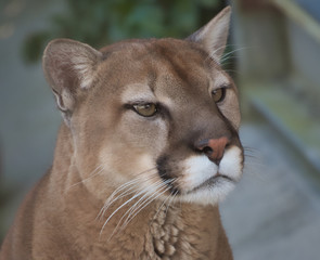 Cougar Staring out