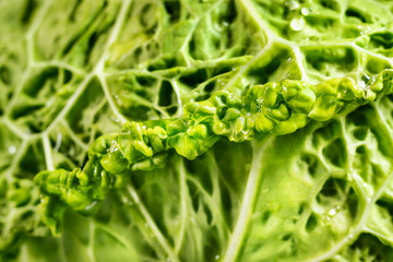 Savoy cabbage detail