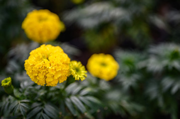 beautiful Marigold flower (Tagetes erecta, Mexican, Aztec or African marigold) in the garden.