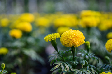 beautiful Marigold flower (Tagetes erecta, Mexican, Aztec or African marigold) in the garden.