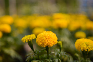beautiful Marigold flower (Tagetes erecta, Mexican, Aztec or African marigold) in the garden.