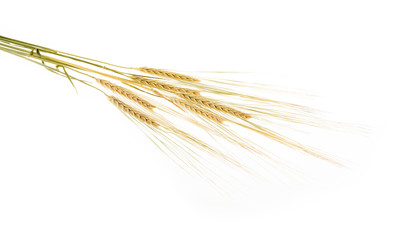 ears of wheat a new crop on a white background