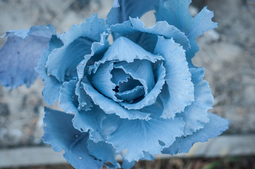 Beautiful bright and juicy blue cabbage growing. View from above.