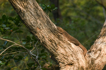 Bengal monitor or Indian monitor lizard or Varanus bengalensis on a tree trunk in green background during safari at Ranthambore National Park, Rajasthan, India	